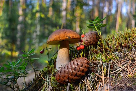 sennik grzyb|Sennik Grzyby znaczenie snu, co oznaczają grzyby。